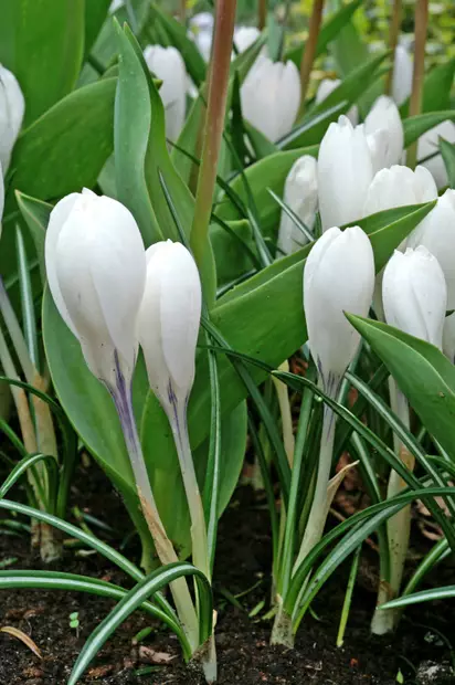 Krookus/Kevätsahrami `Jeanne D`arc` - Krookukset - 3942586540983 - 1