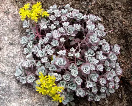 Lusikkamaksaruoho - Perennat - 6430019382073 - 1