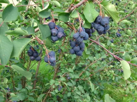 Marjatuomipihlaja Smoky - Muut marjakasvit - 3940535352243 - 1