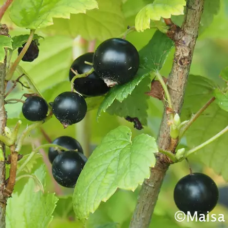 Mustaherukka Ben Tron - Herukat - AB10010011123 - 1