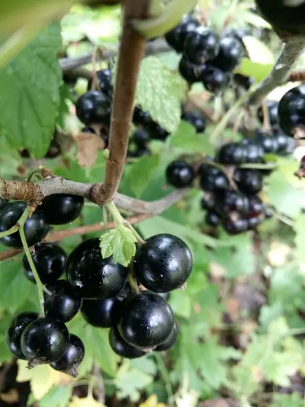 Mustaherukka Mikael FinE® - Herukat - 3940944606883 - 1