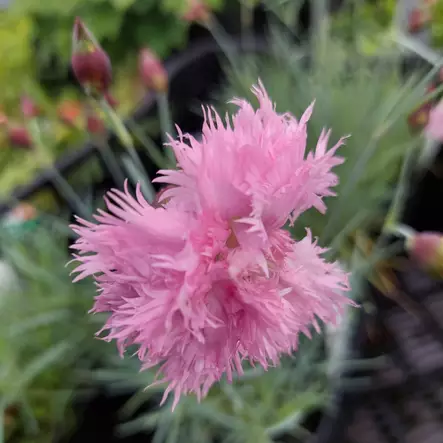 Palleroneilikka - Perennat - AB10010011483 - 1