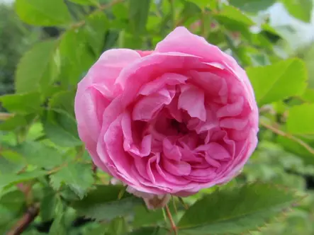 Iloruusu Ilo FinE® - Pensasruusut - 3940564034073 - 1