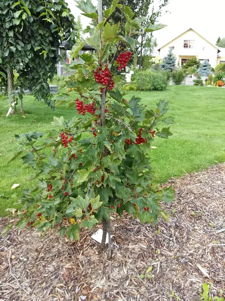 Rungollinen herukka - Herukat - 3940535374023 - 1