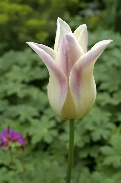 Tulppaani `Elegant Lady` - Tulppaanit - AB10010012363 - 1