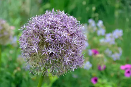 Ukkolaukka - Laukat - 3942586585823 - 1