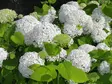 Jumbo pallohortensia Annabelle - Jumbotaimet - 3946463109263 - 1