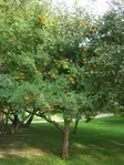 Keltamarjapihlaja Xanthocarpa 150-200 - Lehtipuut - 3941344371463 - 1