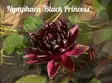Lumme 'Black Princess' - Lumpeet - AB10010011323 - 1