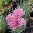 Palleroneilikka - Perennat - AB10010011483 - 1