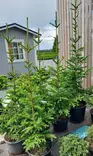 Pilarikuusi 150-225 - Kuuset - AB10010012393 - 1