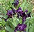 Saksankurjenmiekka Joanna - Perennat - 6430019381113 - 1