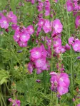 Tarhajalomalva - Perennat - 6417481277793 - 1