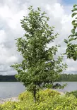 Tervaleppä - Lehtipuut - 3940525063883 - 1