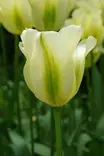 Tulppaani`Spring Green` - Tulppaanit - AB10010010493 - 1