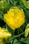 Tulppaani `Texas Gold` - Tulppaanit - AB10010011863 - 1