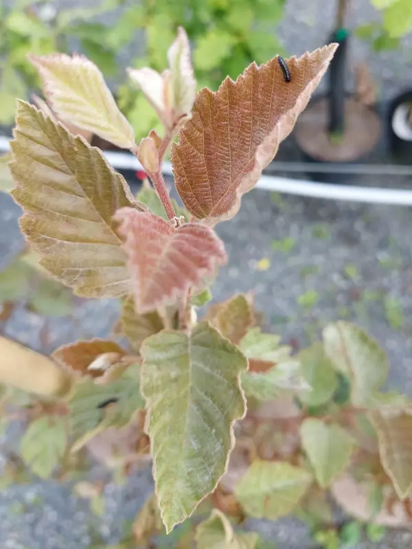 Punaharmaaleppä - Lehtipuut - AB10010010893 - 1