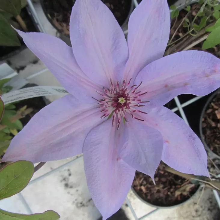 Tarhaviinikärhö Justa - Clematikset - AB10010011313 - 1