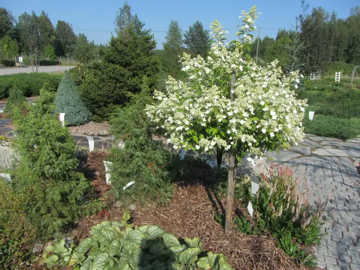 Japaninhortensia Kyushu rungollinen - Pikkupuut / rungolliset pensaat - AB10010011903 - 1