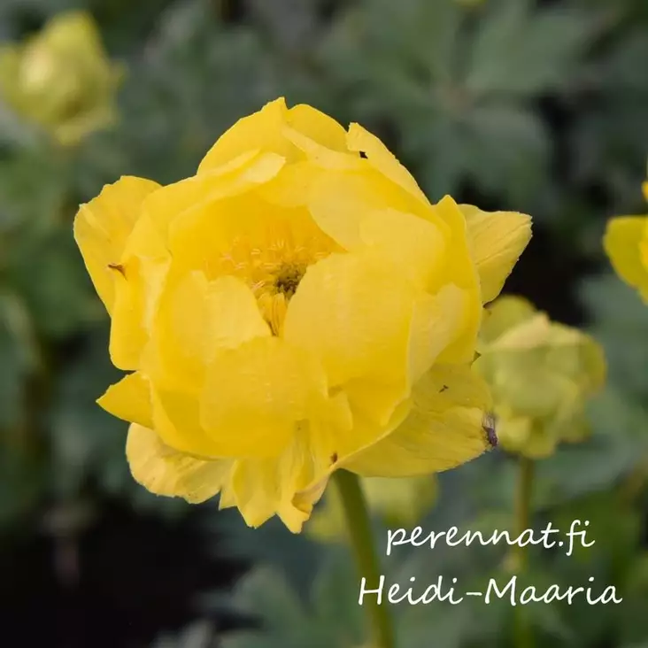 Niittykullero Lemon Surpreme - Perennat - AB10010012063 - 1