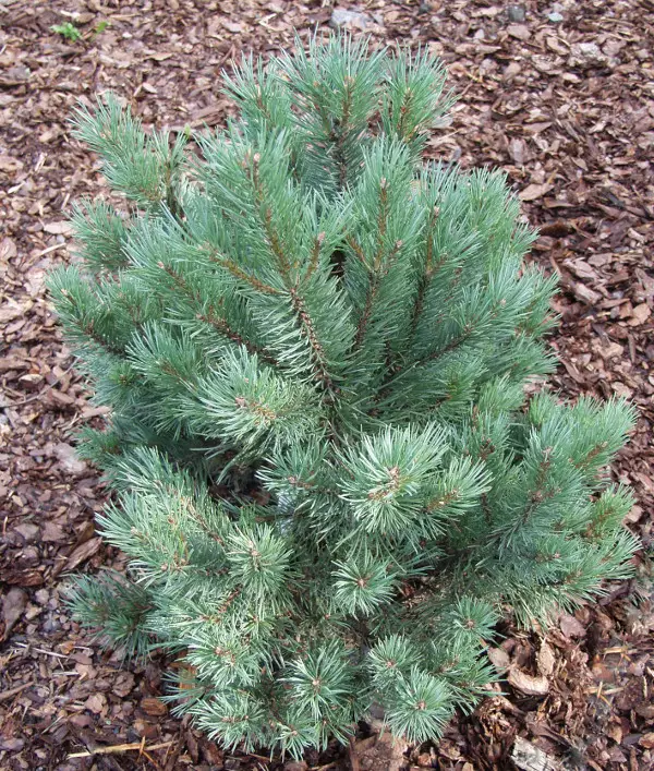 Kääpiömänty Watereri - Männyt - AB10010012233 - 1