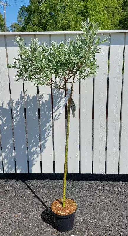 Alppipaju rungollinen - Pikkupuut / rungolliset pensaat - AB10010011923 - 1