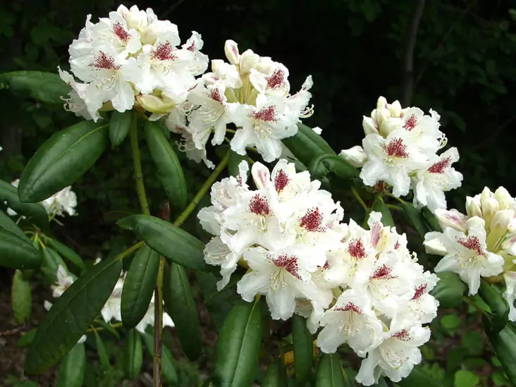 Alppiruusu P.M.A Tigerstedt FinE® 30-40 - Alppiruusut - AB10010011353 - 1