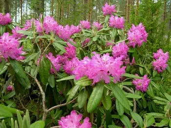 Alppiruusu Unelma FinE® - Alppiruusut - AB00000000063 - 1