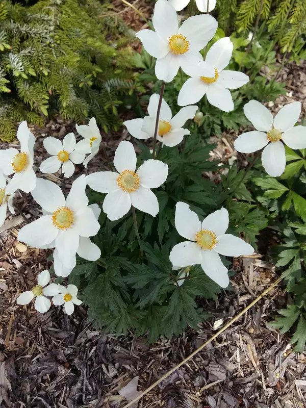 Arovuokko - Perennat - 6430019380123 - 1