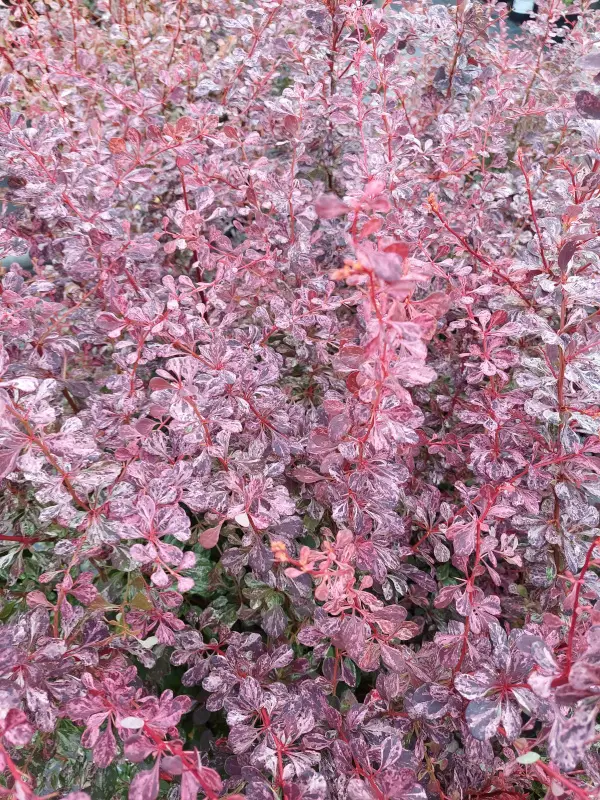 Happomarja Rose Glow 7,5 L - Astiataimet - AB10010011013 - 1