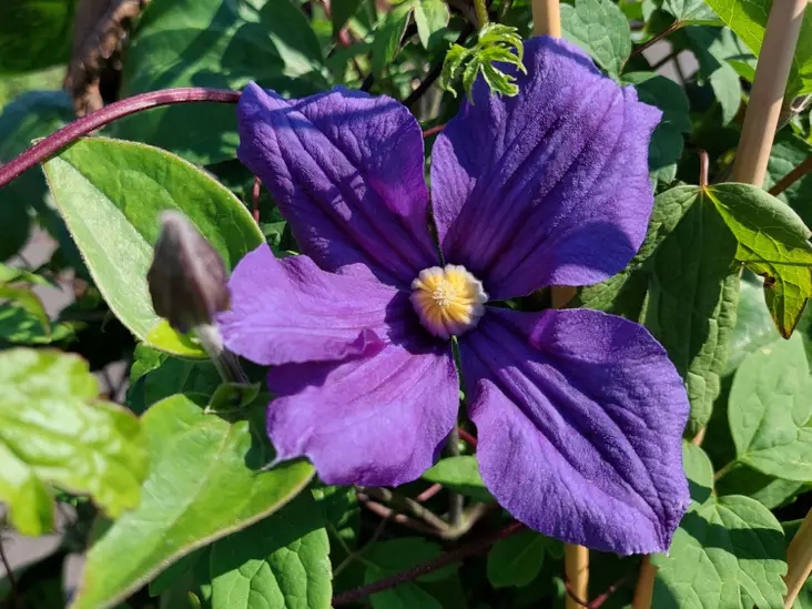 Helokärhö Durandii - Clematikset - AB10010011843 - 1