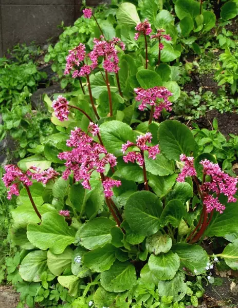 Herttavuorenkilpi - Perennat - 6417481270213 - 1