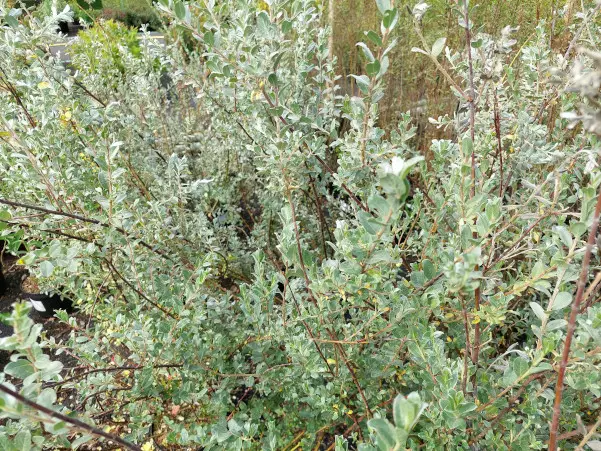 Hietikkosiropaju - Astiataimet - AB10010011103 - 1