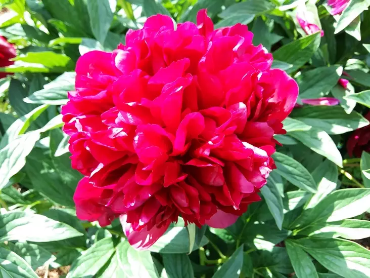 Hybridipioni Red Charm - Pionit - 6430029531553 - 1