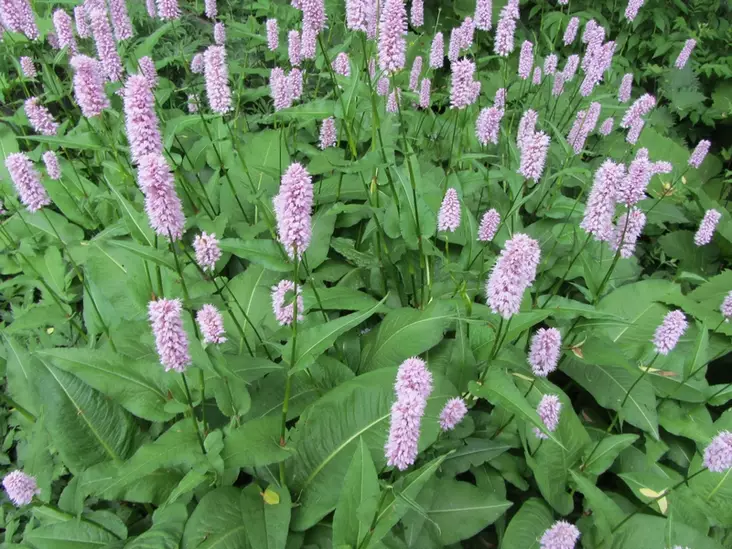 Isokonnantatar - Perennat - 6430019380413 - 1