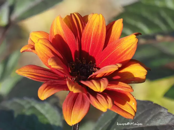 Isopäivänsilmä Bleeding Hearts - Perennat - AB10010011743 - 1