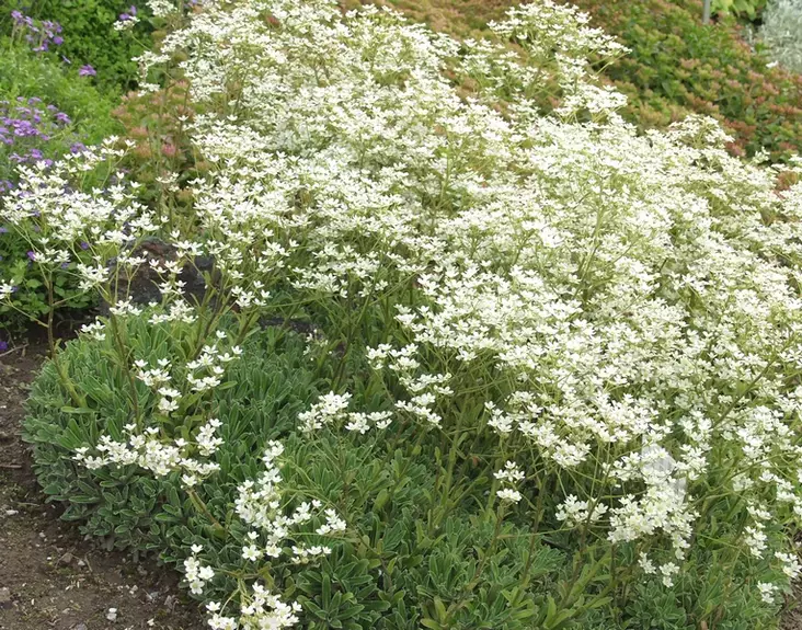 Isorikko - Perennat - 6430019381953 - 1