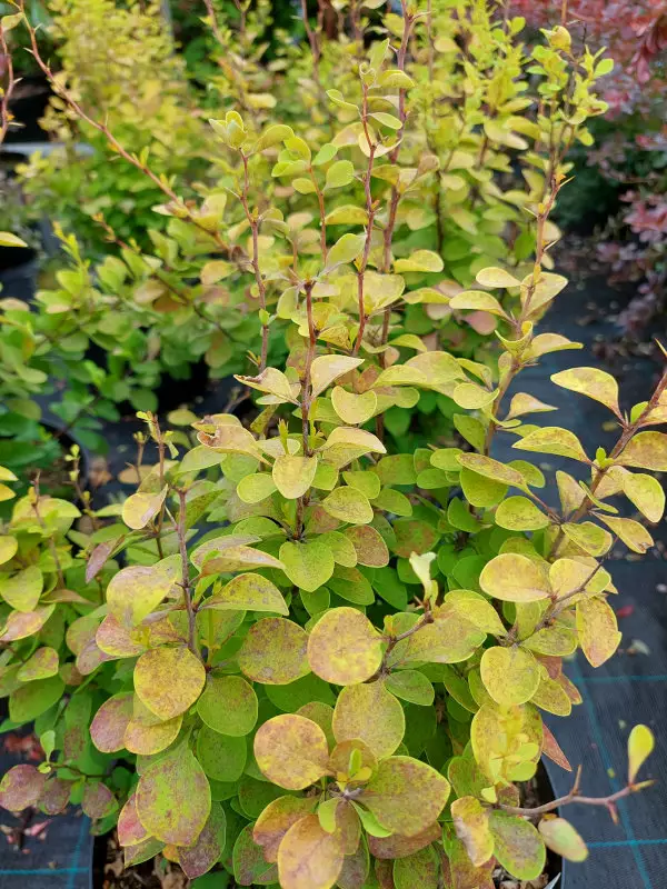 Japaninhappomarja Maria ® - Astiataimet - AB10010010963 - 1