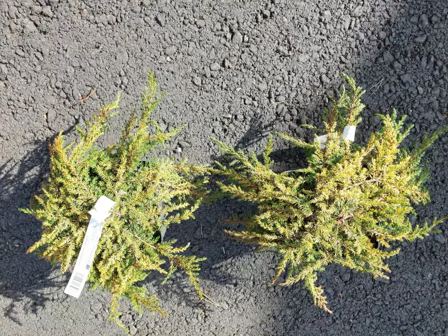 Kääpiökataja Lemon Carpet 30-40 - Katajat - AB10010011773 - 1