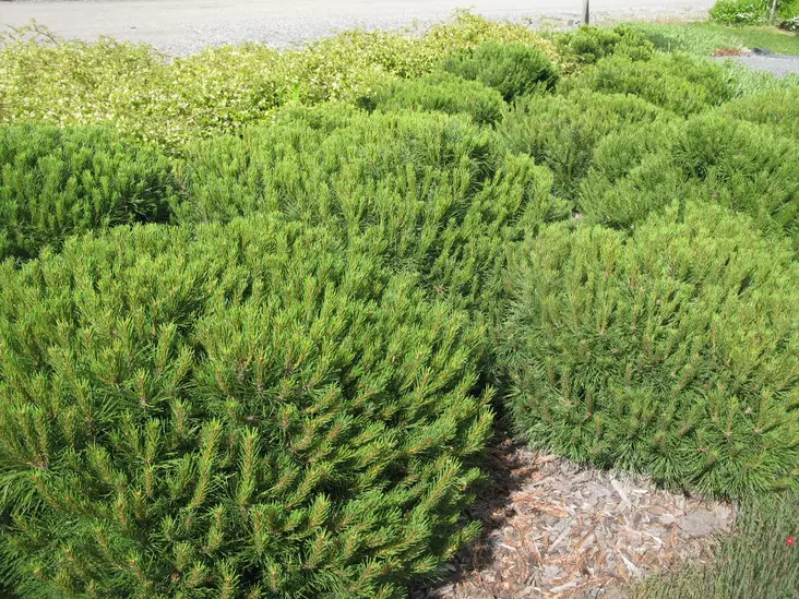 Kääpiövuorimänty Pumilio - Männyt - AB10010012133 - 1