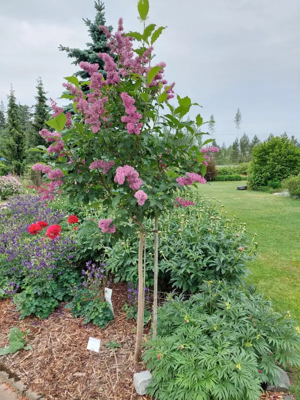 Kaarisyreeni Veera FinE® 100-200 - Pikkupuut / rungolliset pensaat - AB10010010653 - 1