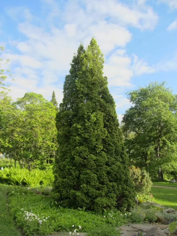 Kartiotuija Holmstrup - Tuijat - AB10010012243 - 1