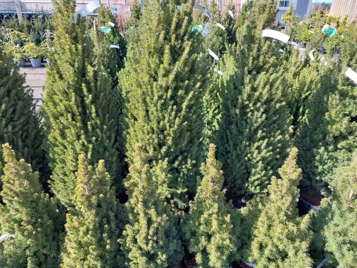 Kartioalbertankuusi Perfecta - Kuuset - AB10010011893 - 1