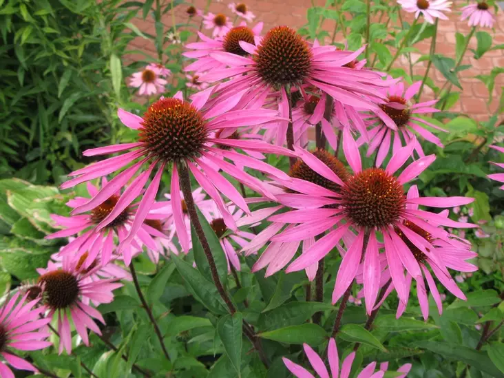 Kaunopunahattu Magnus - Perennat - 6417481270503 - 1