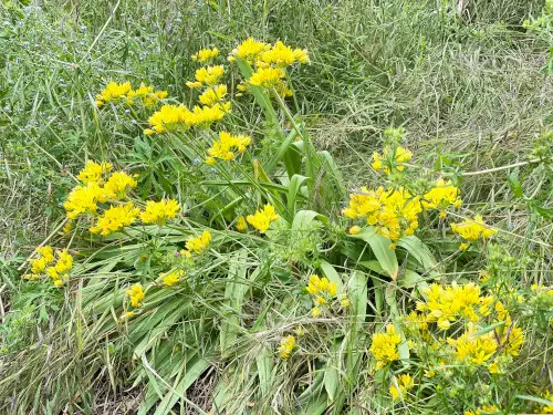 Keltalaukka - Laukat - 3942586578573 - 1