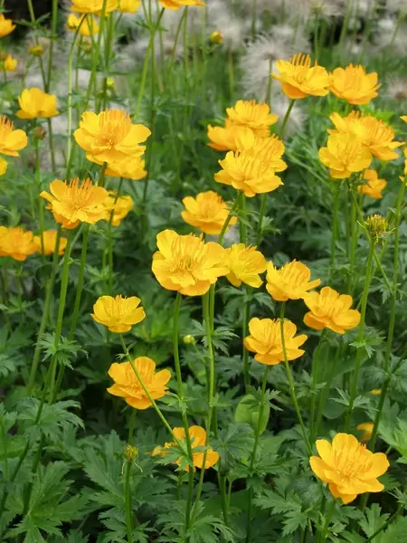 Kesäkullero Golden Queen - Perennat - 6430019381083 - 1