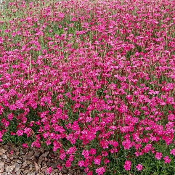 Ketoneilikka - Perennat - 6417481270473 - 1