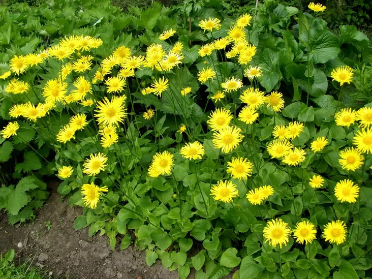 Kevätvuohenjuuri Little Leo - Perennat - 6417481277083 - 1