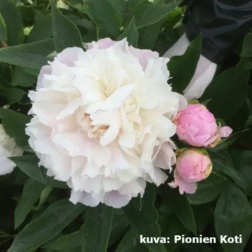 Kiinanpioni Catharine Fontijn - Pionit - 6430029534493 - 1