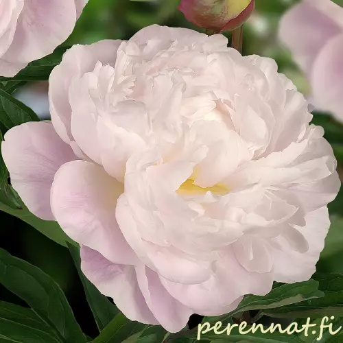 Kiinanpioni Gardenia - Pionit - 6430029532963 - 1